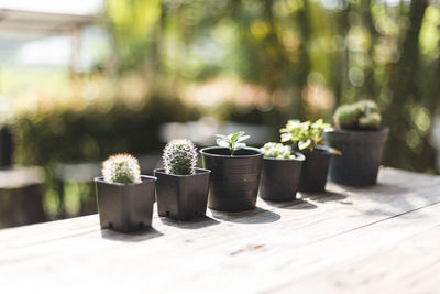 Potted plants on table