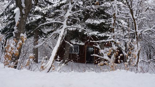 Trees on snow covered landscape