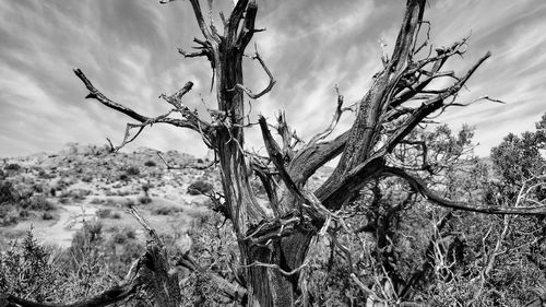 Bare trees against sky