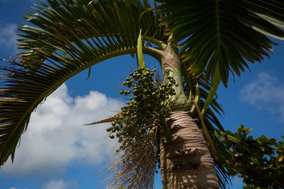 Low angle view of palm trees against sky