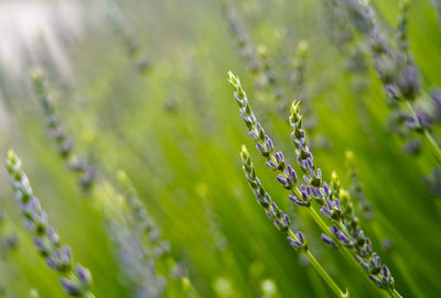 Close-up of wet purple flower