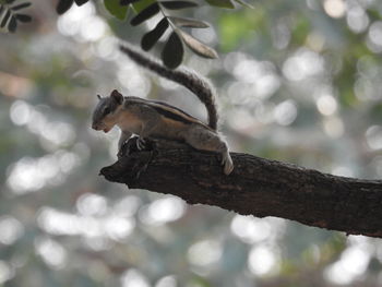 Close-up of squirrel perching on tree