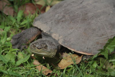 Close-up of turtle on field