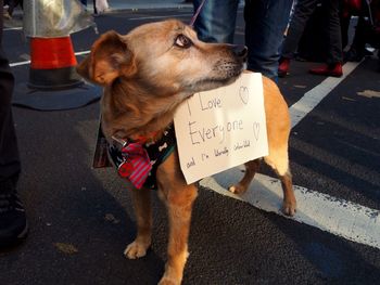 Low section of dog standing on road