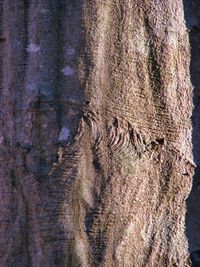 Full frame shot of tree trunk