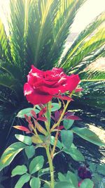 Close-up of red hibiscus blooming outdoors