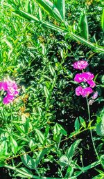 Close-up of pink flowers