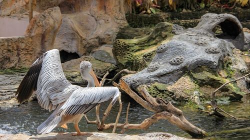 View of birds on rock by lake