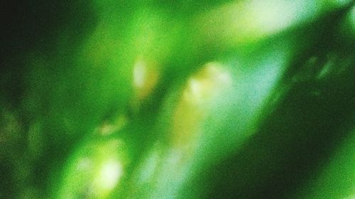 Defocused image of green leaf