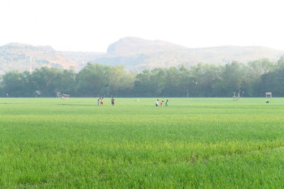 People on field by trees against sky