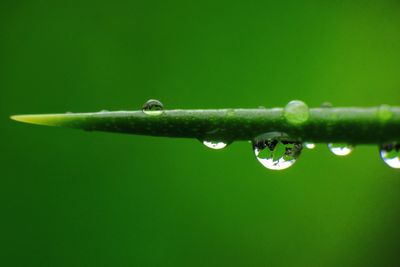 Close-up of water drops on leaf