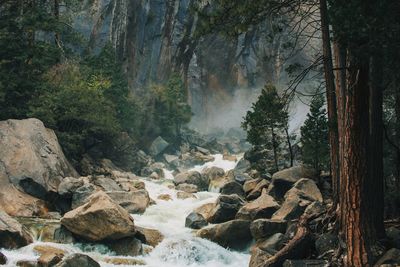 Scenic view of waterfall in forest