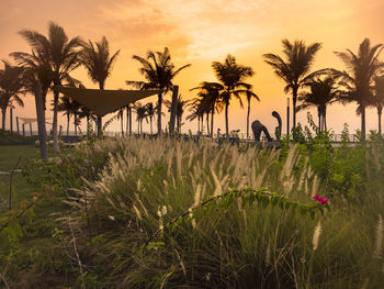 Palm trees on field against sky at sunset