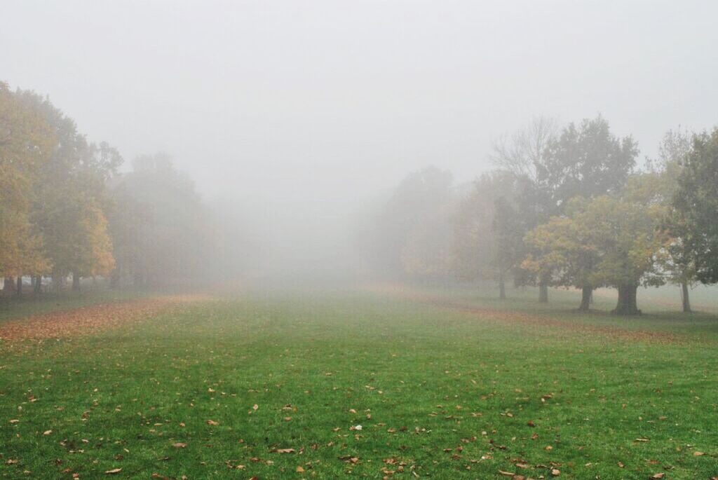 tree, fog, grass, foggy, tranquility, tranquil scene, nature, beauty in nature, field, growth, scenics, landscape, green color, grassy, copy space, weather, day, sunlight, park - man made space