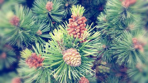 High angle view of pine tree