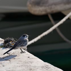 Close-up of bird perching outdoors