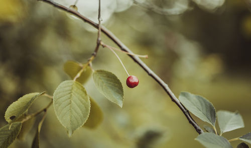 Close-up of cherry hanging on branch