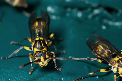 Close-up of insect