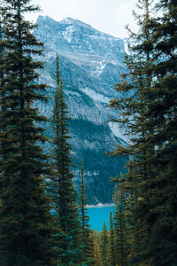 Pine trees on snowcapped mountains during winter