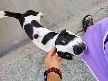 High angle view of person holding dog