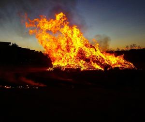 Silhouette of tree at night