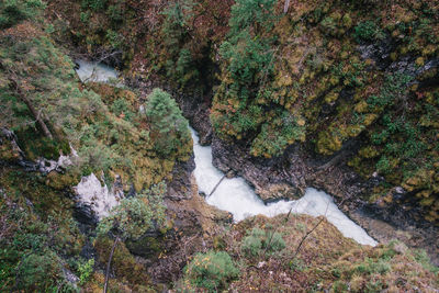 High angle view of stream amidst trees in forest