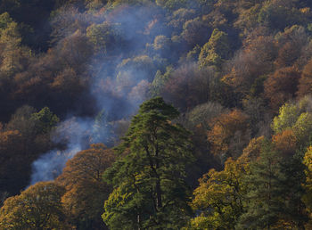 Full frame shot of trees during autumn in foggy weather