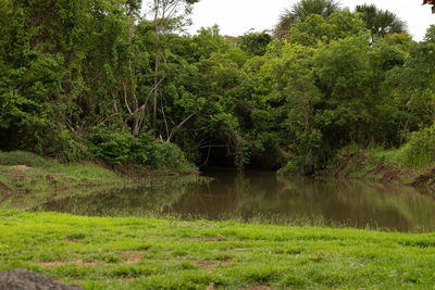 Scenic view of lake in forest