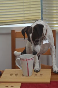 Dog looking away while sitting on table at home