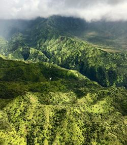 Scenic view of forest