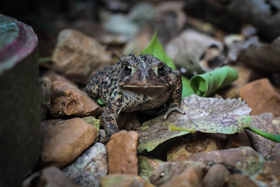 Close-up of frog