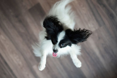 Portrait of dog standing on floor