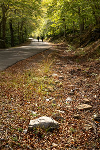 Road amidst trees in forest during autumn