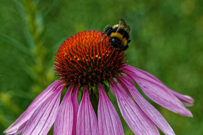 Close-up of bee pollinating on purple flower