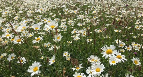 Close-up of white daisy flowers in field