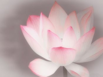 Close-up of pink water lily in lake