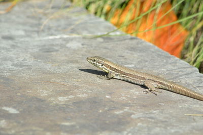 Close-up of lizard on footpath