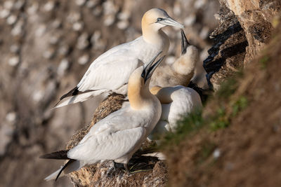 Close-up of birds perching on rock