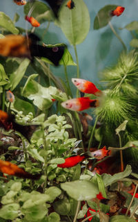 View of bird perching on plant