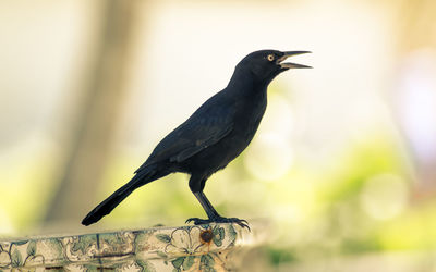 Close-up of bird perching outdoors