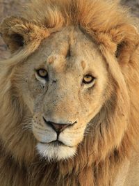 Close-up portrait of lion