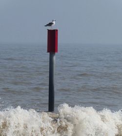 Seagull on wooden post in sea against sky