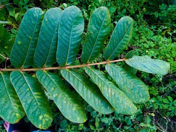 High angle view of fresh green leaves on field