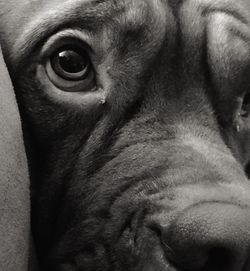 Close-up portrait of a dog