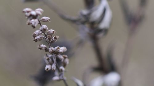 Close-up of flowers on branch