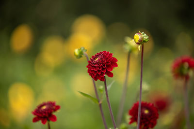 Close-up of red flowering plant