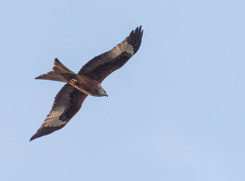 Low angle view of eagle flying against clear sky