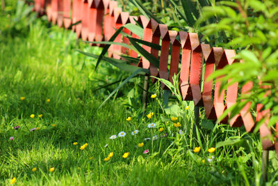 Close-up of plants growing on field