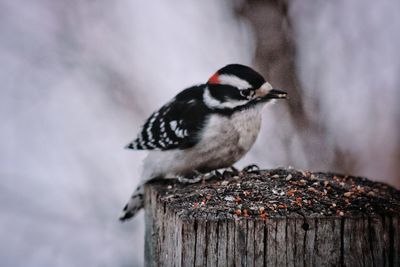 Close-up of bird perching on wood