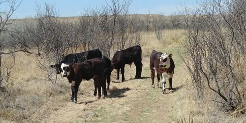 Cows standing in a field